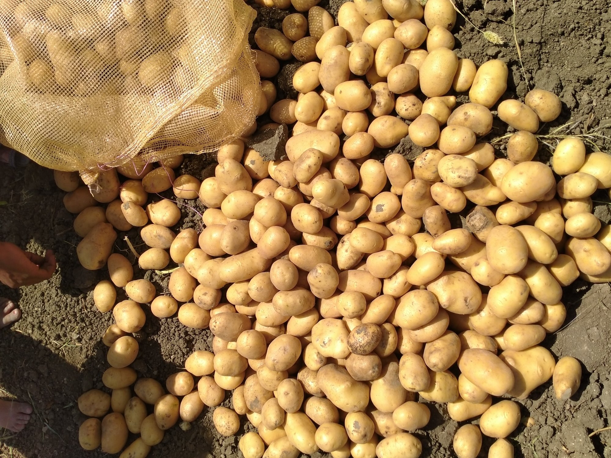 Indore Sona Potatoes